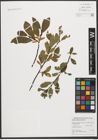 Foto von Salix waldsteiniana Willd.
